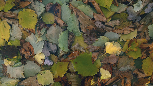 High angle view of autumnal leaves