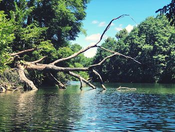 View of bird in lake