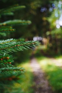 Close-up of pine tree