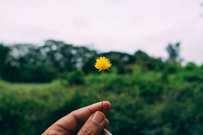 Close-up of hand holding flower blooming on field
