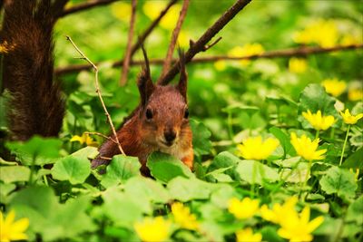 Close-up of squirrel on plant