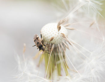 Close-up of honey bee on white dandelion