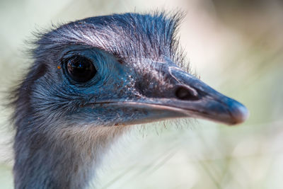 Close-up of an animal