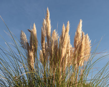 Close-up of stalks against blue sky