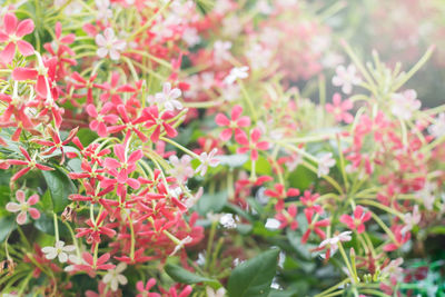 Close-up of red flowering plants