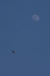 Low angle view of bird flying over blue sky