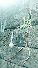 High angle view of tree trunk by sea