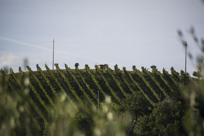 Panoramic view of vineyard against sky