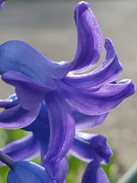 Close-up of purple flower