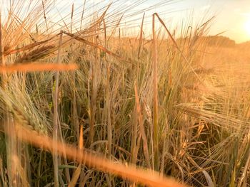 Close-up of stalks in field