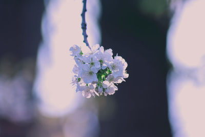 Close-up of flowers