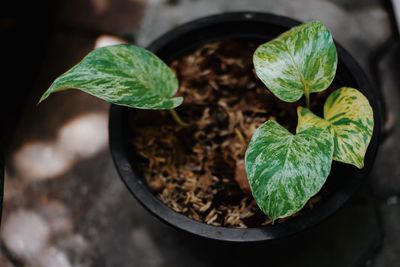 Close-up of potted plant leaves