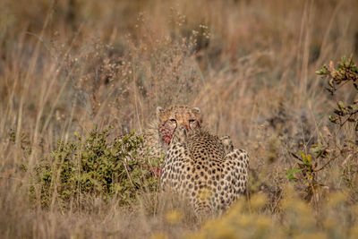 View of a cat on ground