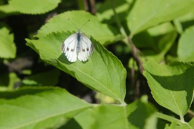 Close-up of butterfly on leaf