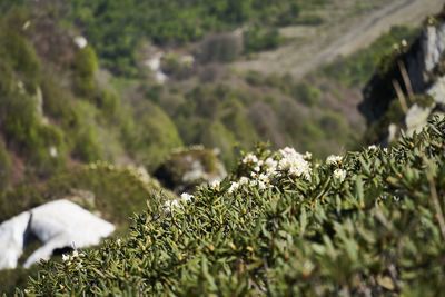 Close-up of plants growing on land