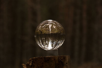 Trees reflecting on crystal ball on tree stump