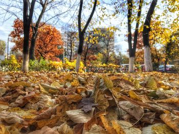 Close-up of autumn trees against sky