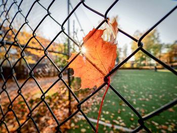 Close-up of chainlink fence