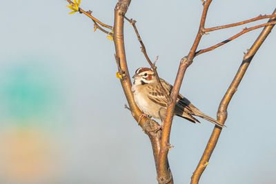 Low angle view of bird perching on branch against sky