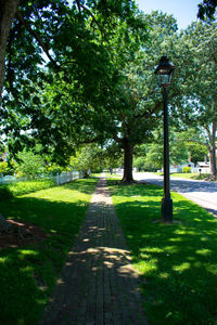 Walkway amidst trees