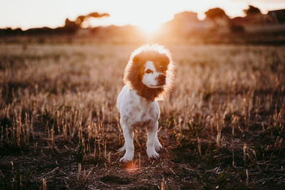 Portrait of dog standing on field