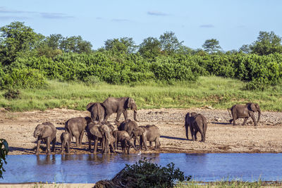 View of elephant in shallow water
