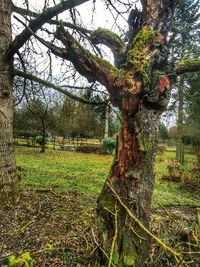 Close-up of tree branches against sky