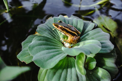 Close-up of frog on plant