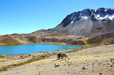 View of a horse on mountain against blue sky