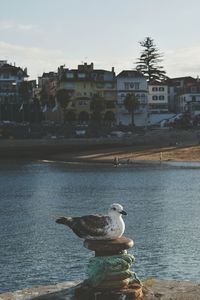 Seagull in a city