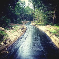 Road in forest