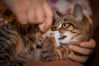 Midsection of person holding cat with comb