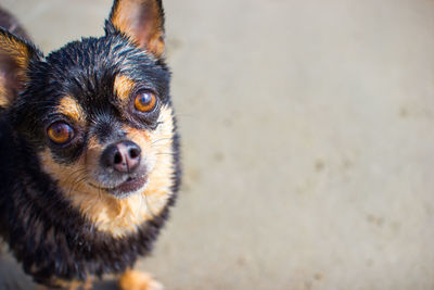 Close-up portrait of dog