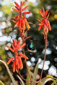 Close-up of red flower