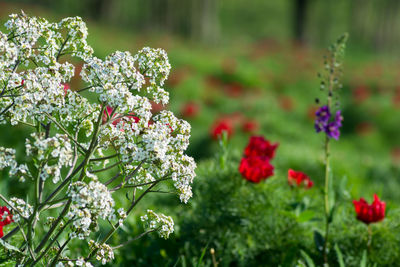 Colorful white, red and blue wild flowers background. blossom flower background. beauty, freshness. 