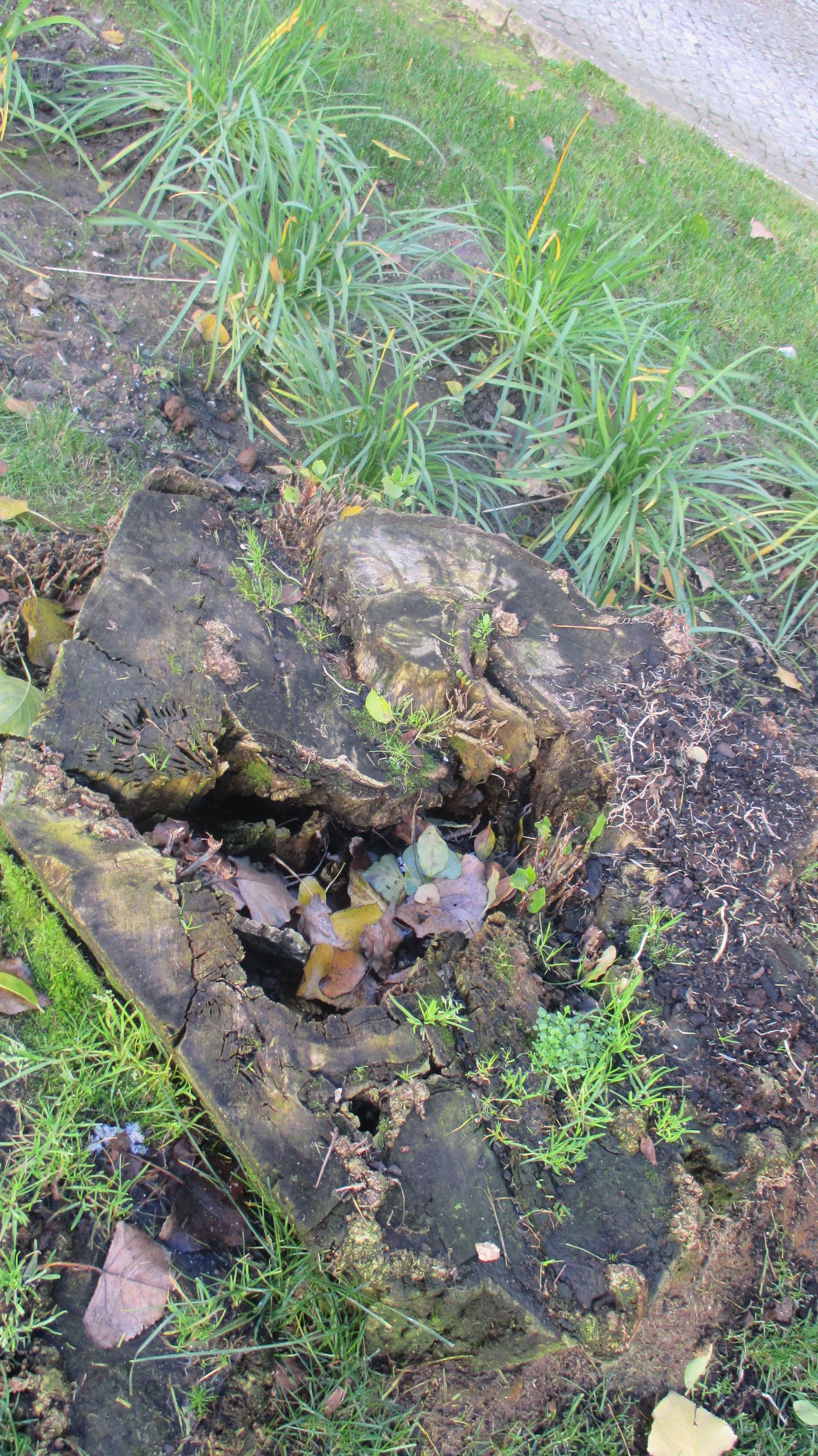 Tree trunk and grass