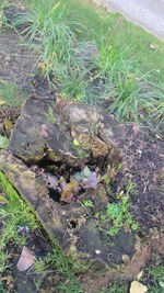 High angle view of plants growing on field