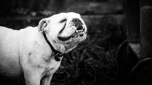 Close-up of a dog looking away