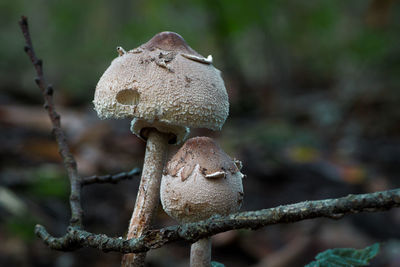 Close-up of mushroom growing on plant