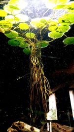 Close-up of plants against water