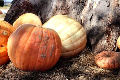 Close-up of pumpkins on field