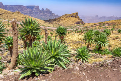 Cactus growing in desert