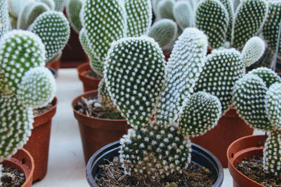 Close-up of cactus on potted plant