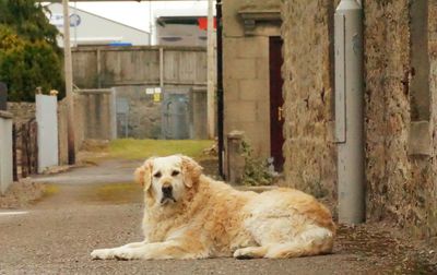 Portrait of golden retriever relaxing outdoors