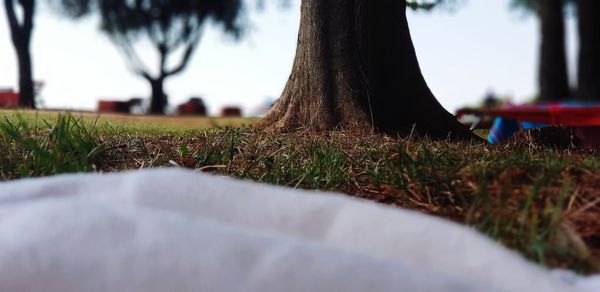 Close-up of tree trunk on field