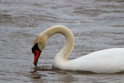 Side view of a swan in lake