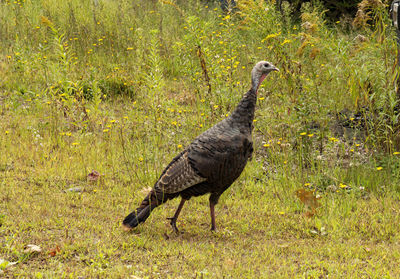 Side view of a bird on field