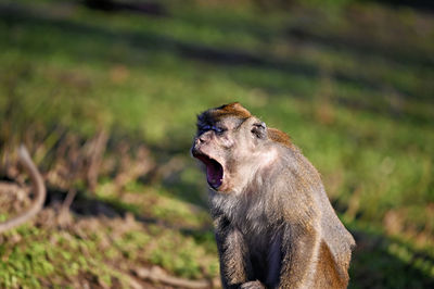 Close-up of monkey