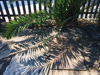 Close-up of tree shadow