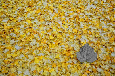 Full frame shot of yellow autumn leaves